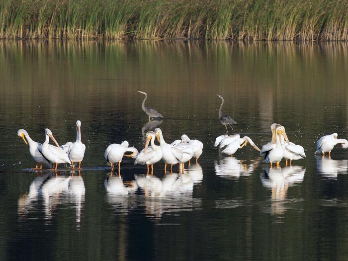 a group of pelicans standing in shallow water with marsh in the background  Pelicans at DeSoto National Wildlife Refuge
