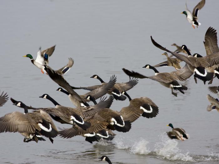a group of birds starting to fly out of waterWildlife at DeSoto National Wildlife Refuge
