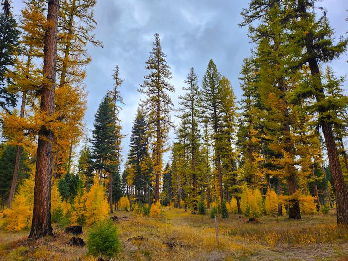 A forested area within Big Larch Campground. Western Larch trees can be seen displaying their gold needles in the fall. 