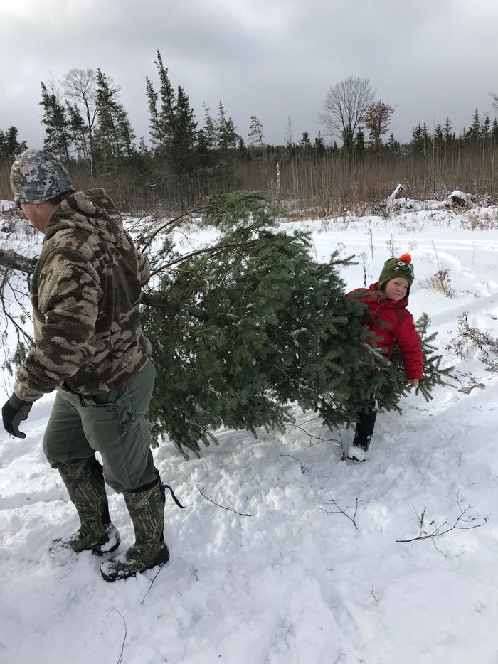 An adult carries the base of a tree and a child holds the tip of the tree. They are walking across a snowy landscape. Prepare for snowy weather when harvesting your tree. 