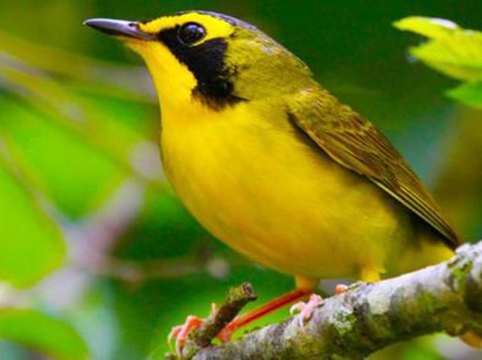 yellow birdyellow bird on a branch
