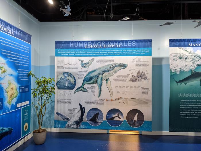 Kaua'i Ocean DiscoveryWhale exhibits in the Kaua'i Ocean Discovery