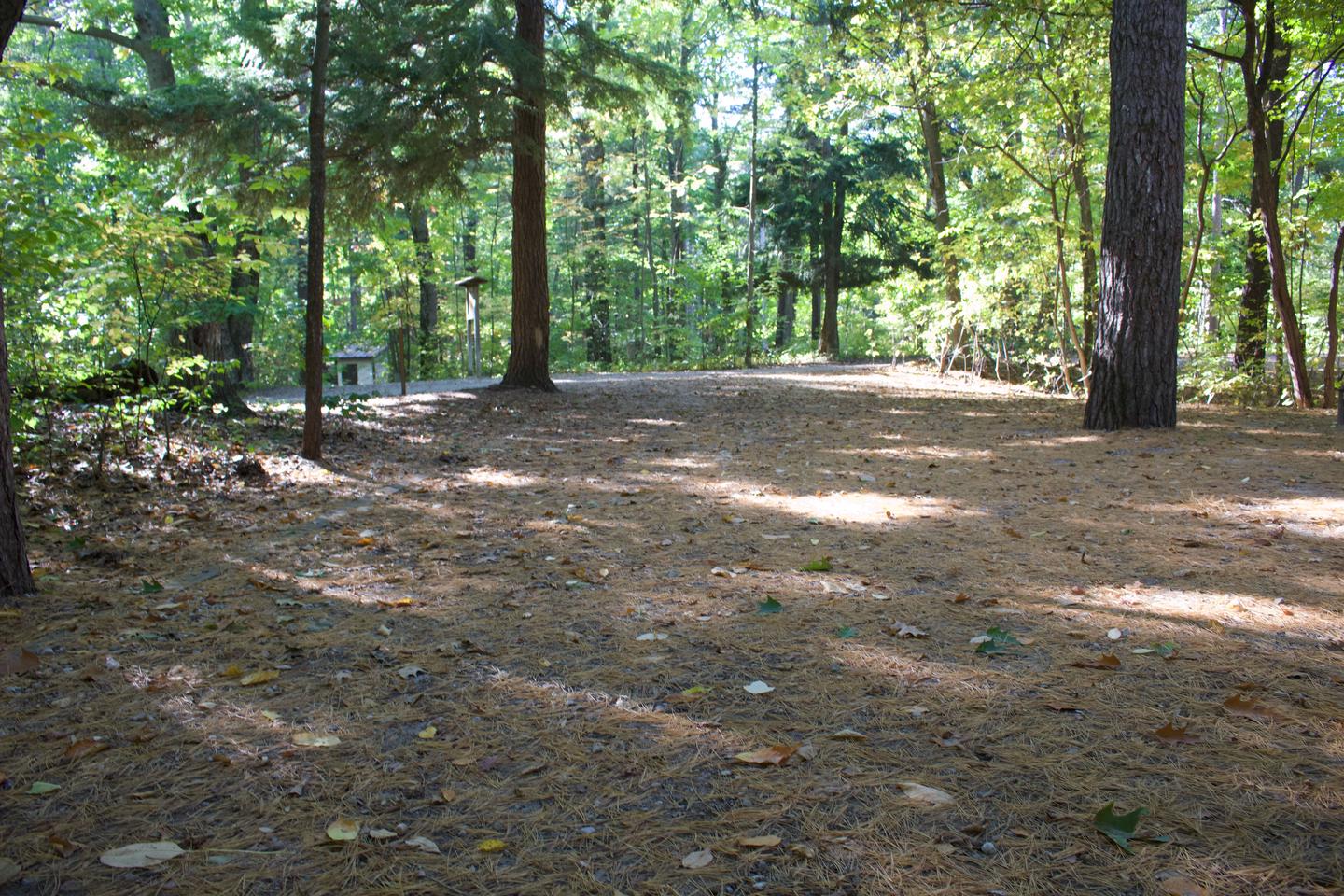 Campsite #79, view from the site toward the amphitheater and road