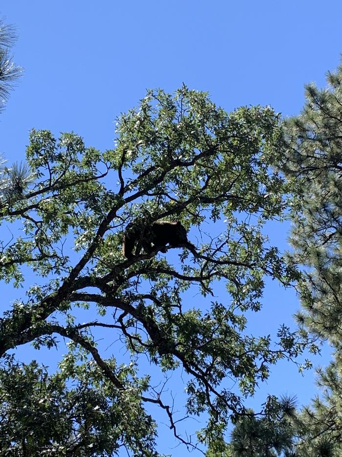 A black bear, at 8,000 feet, climbing into the tops of the trees