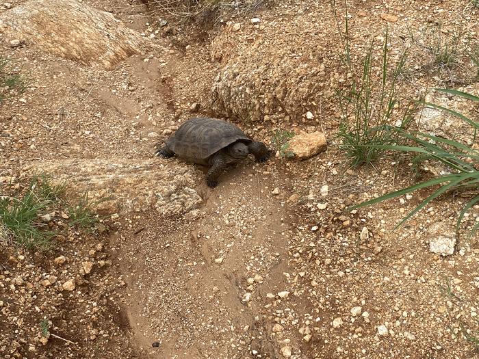 Desert tortoises can be seen most commonly in the spring and summer months in the cactus forest