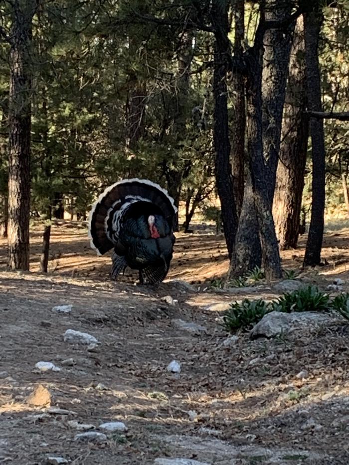 Turkeys are prolific in the higher elevations of Saguaro NP