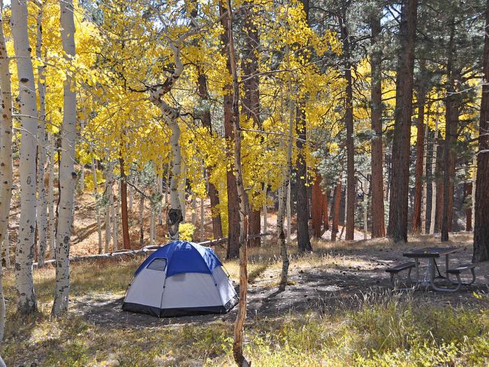 Tent set up at campsite surrounded by golden aspen treesTent among golden aspens