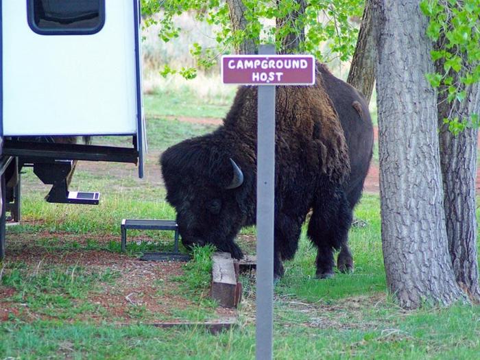 An American Bison grazing in the Campground behind the "campground host" sign postAmerican Bison