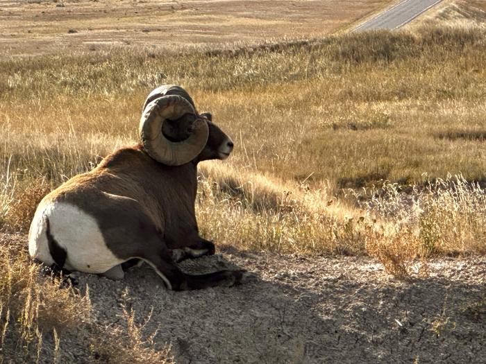 Big Horn Sheep