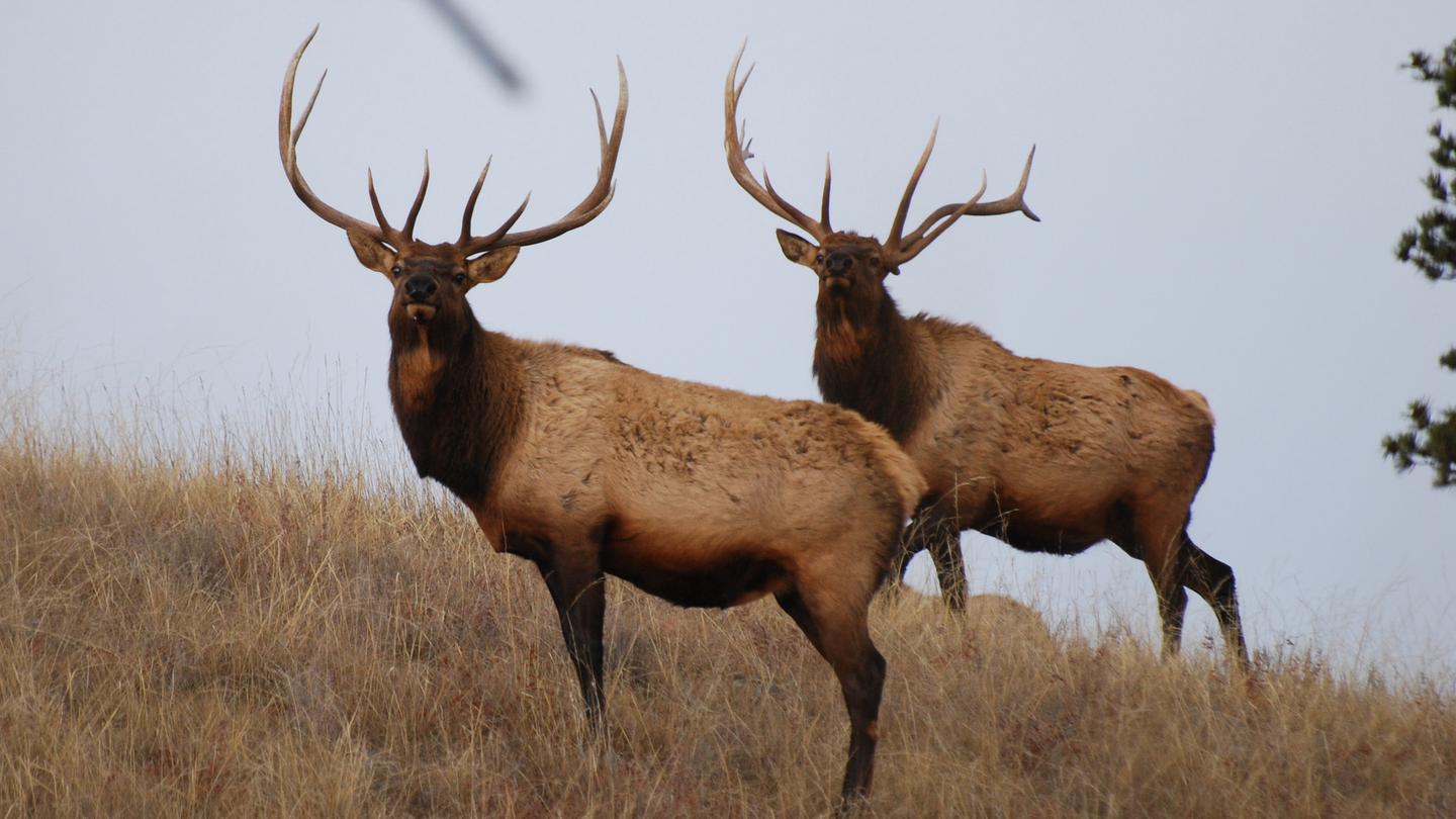 A pair of Rocky Mountain Bull Elk