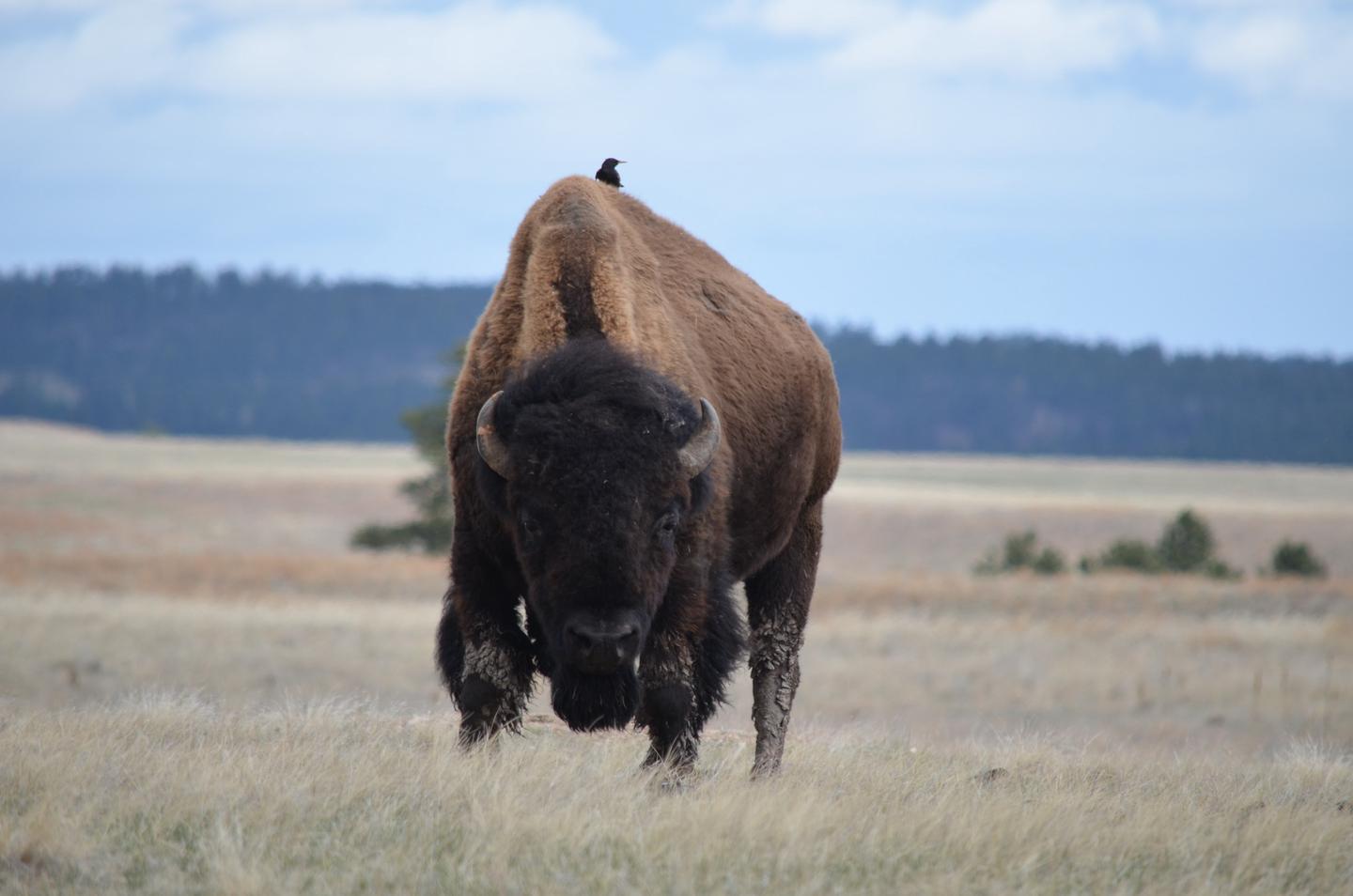 Watchful Bull Bison under a blue sky