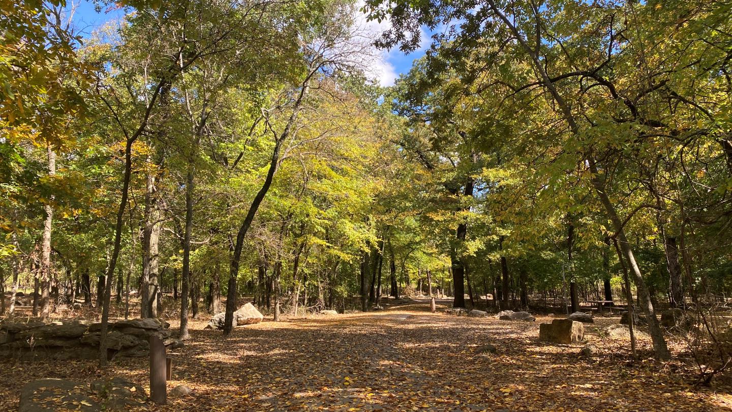 the entrance to Cold Springs Campground, covered in yellow and orange leaves and shaded by trees on each side.Cold Springs Campground during Autumn 
