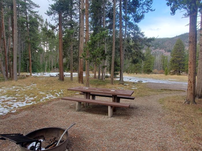 Campsite with picnic table and fire ring amid conifers