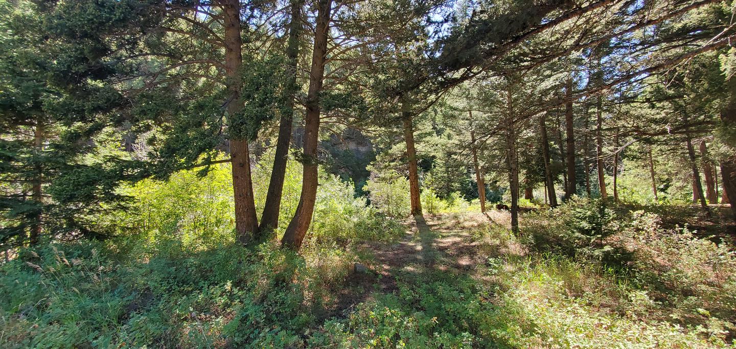 View of conifers in a shaded area.Wooded area adjacent to Racetrack Creek.