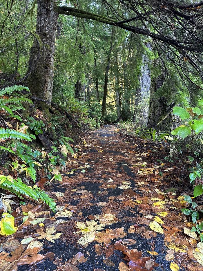 Paved waterfall trail with leaves on the ground.