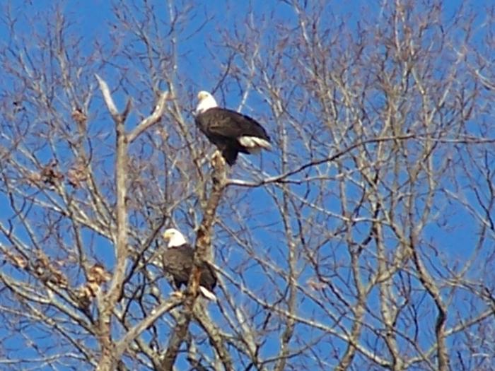 Two Bald eagles in a tree