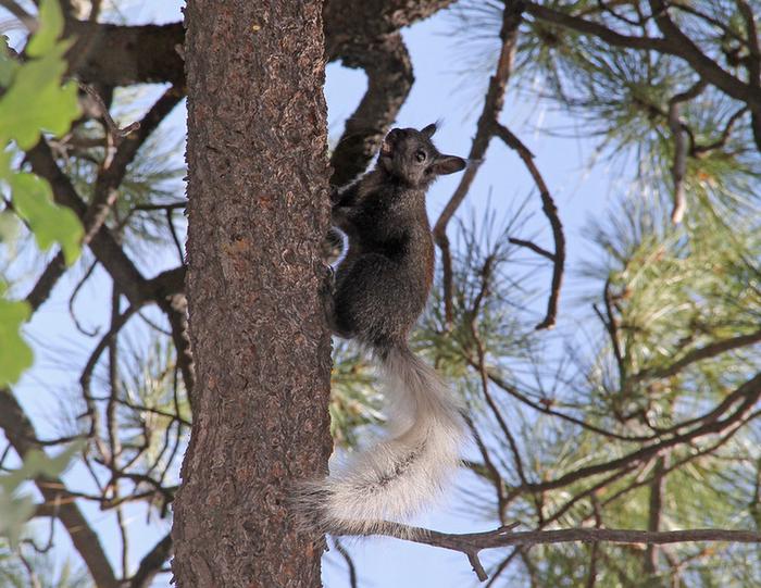 Gray squirrel with white tail and ears has food in its mouth while climbing a treeKaibab Squirrels are endemic to the North Rim and are a special treat to see in the North Rim Campground