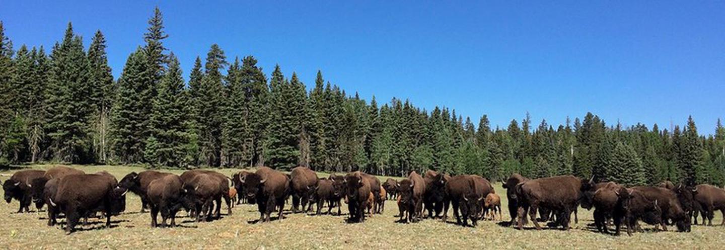 A herd of bison grazing in a North Rim meadowBison call the meadows of the North Rim home during the summer