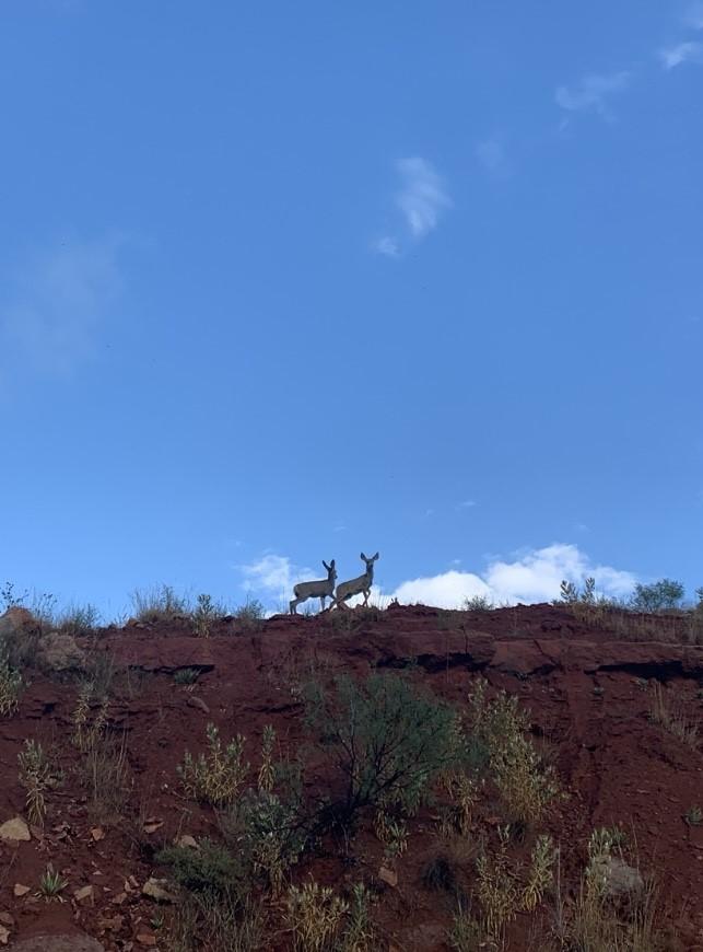 Wildlife