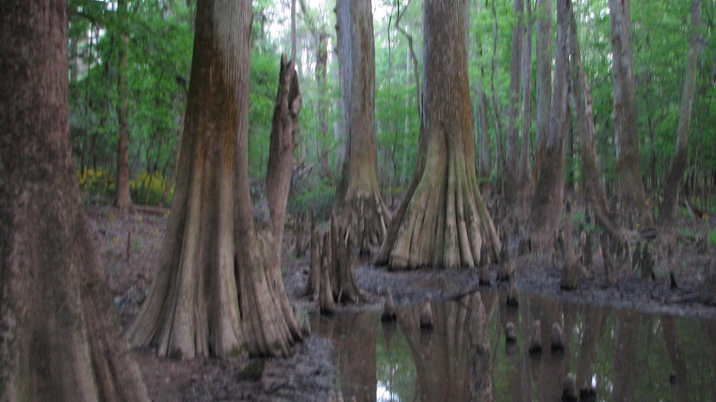 The endless wet terrain and wide Bald Cypress (Taxodium distichum) trees  in Congaree National Park.