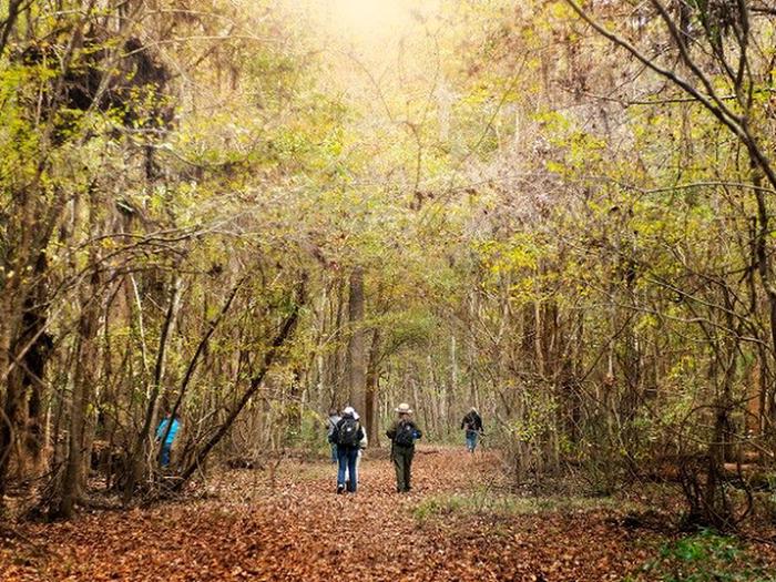 Hikers with a park ranger beneath fall colors at Congaree National Park