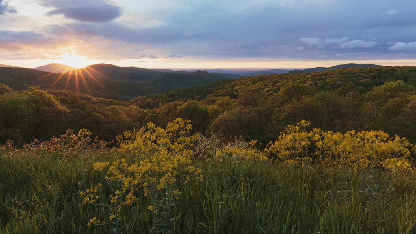 Sun setting behind a mountain horizon with yellow flowers in the foreground.Thorton Hollow