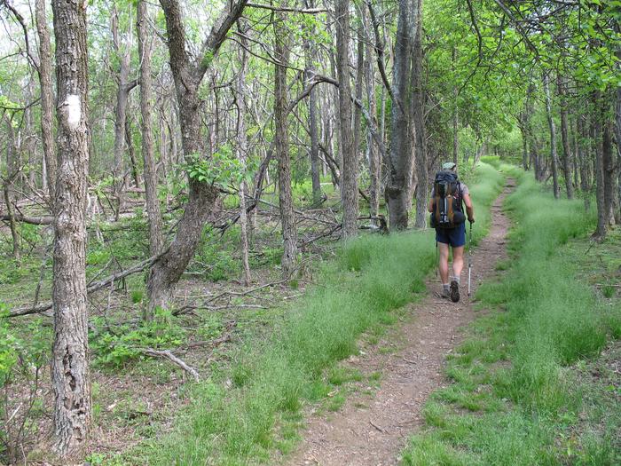 Backpacker hiking away from camera along trail in green forestHiker on the Appalachian Trail in Shenandoah NP