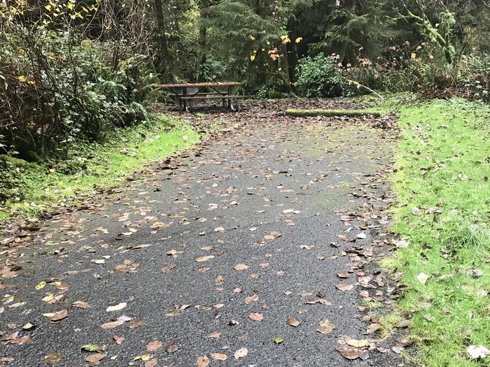 Campsite within forested landscape. Includes paved parking, picnic bench, and firepit.Campsite 5 within Cape Perpetua campground. Includes paved parking, picnic bench, and firepit.