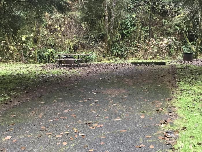 Campsite within forested landscape. Includes paved parking, picnic bench, and firepit.Campsite 7 within Cape Perpetua campground. Includes paved parking, picnic bench, and firepit.