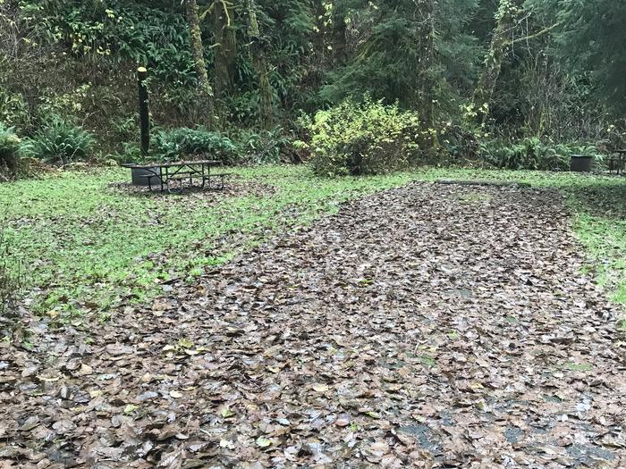 Campsite within forested landscape. Includes paved parking, picnic bench, and firepit.Campsite 8 within Cape Perpetua campground. Includes paved parking, picnic bench, and firepit.
