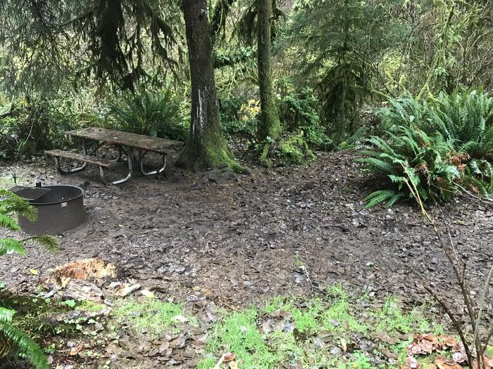 Campsite within forested landscape. Includes picnic bench and firepit.Campsite 10 within Cape Perpetua campground. Includes paved parking, picnic bench, and firepit.
