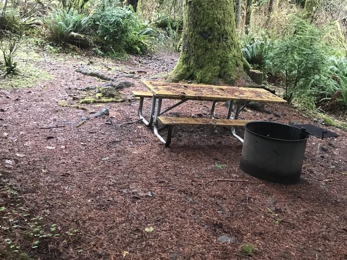 Campsite within forested landscape. Includes picnic bench and firepit.Campsite 13 within Cape Perpetua campground. Includes paved parking, picnic bench, and firepit.