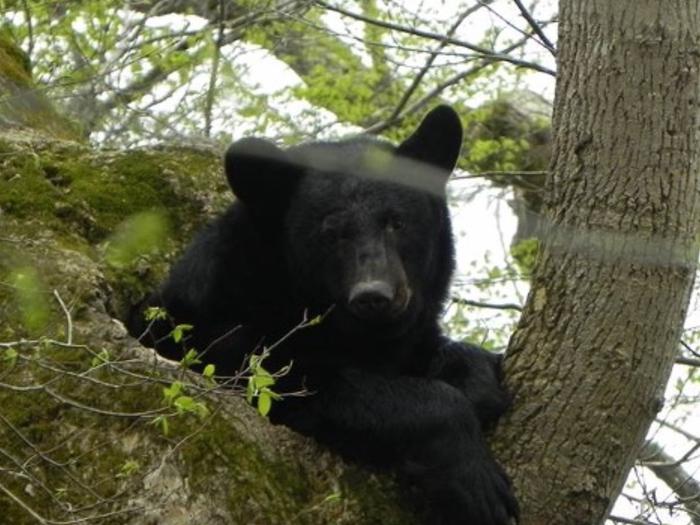 A Black Bear in the branches of a tree