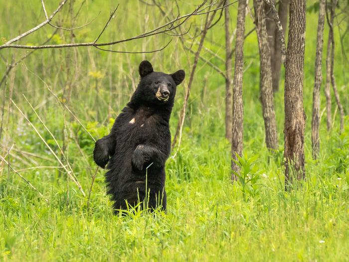 A Black Bear on hind legs inspects the environment