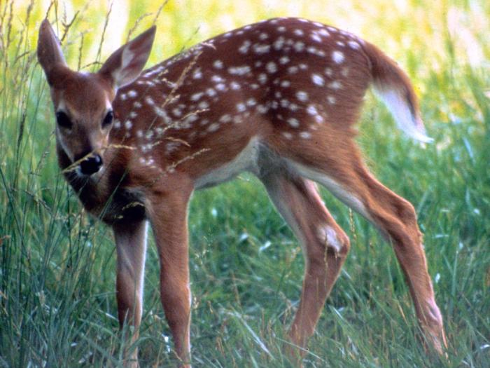 A deer fawn in the park