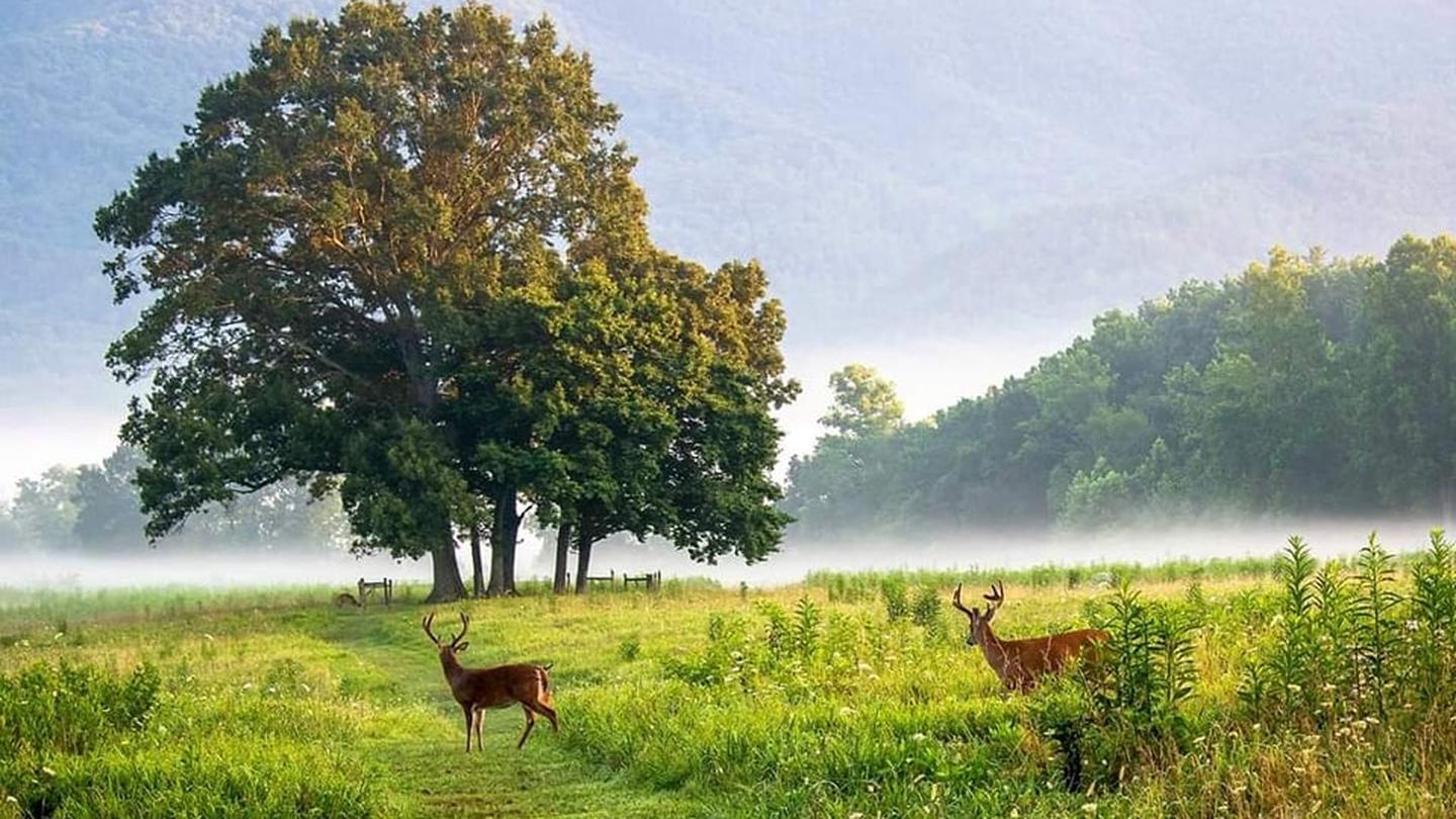 Deer in a misty meadow