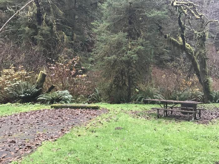Campsite within grassy forested landscape. Includes paved parking, picnic bench, and firepit.Campsite 21 within Cape Perpetua Campground. Includes paved parking, picnic bench, and firepit.