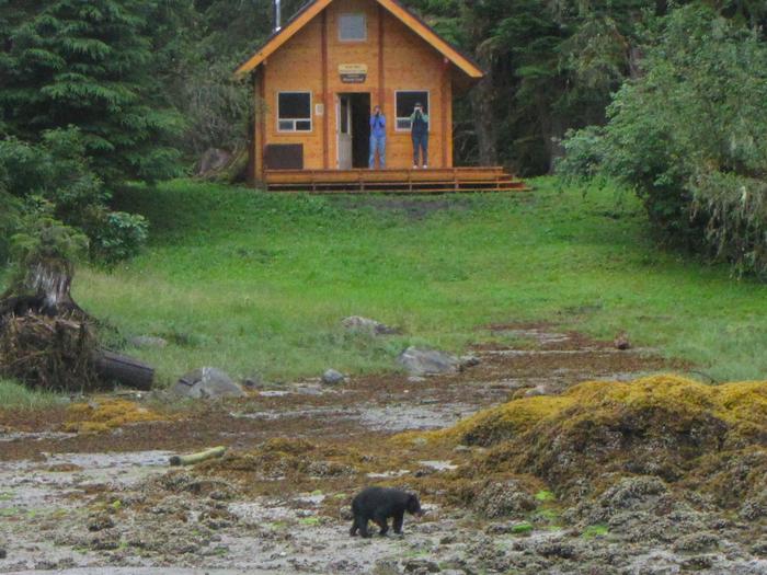 Anan Bay Cabin with black bear on the beach.Bear in front of the cabin