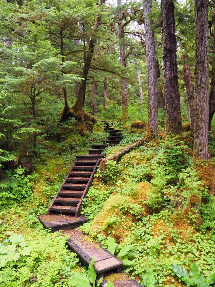 Wood steps forming a trail in trees with green undergrowthOutside of Frosty Bay cabin