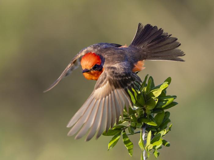 Grey and red bird taking off in flight off of a green branch.Vermillion flycatcher taking flight