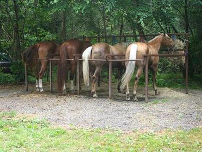 Horses corralled at Cataloochee Horse Camp previewHorses corralled at Cataloochee Horse Camp