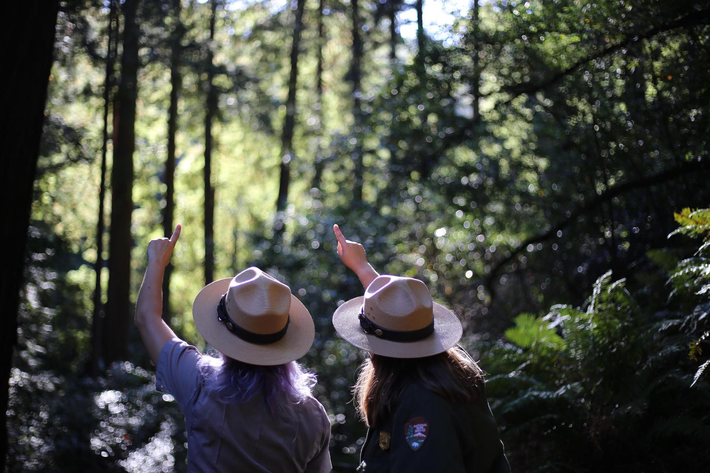 rangers pointing at redwoodsRangers are always available at Muir Woods to welcome visitors, answer questions, and provide orientation.