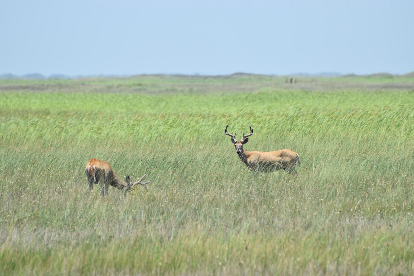 Deer in the grasslandsDeer can often be seen foraging in the grasslands.