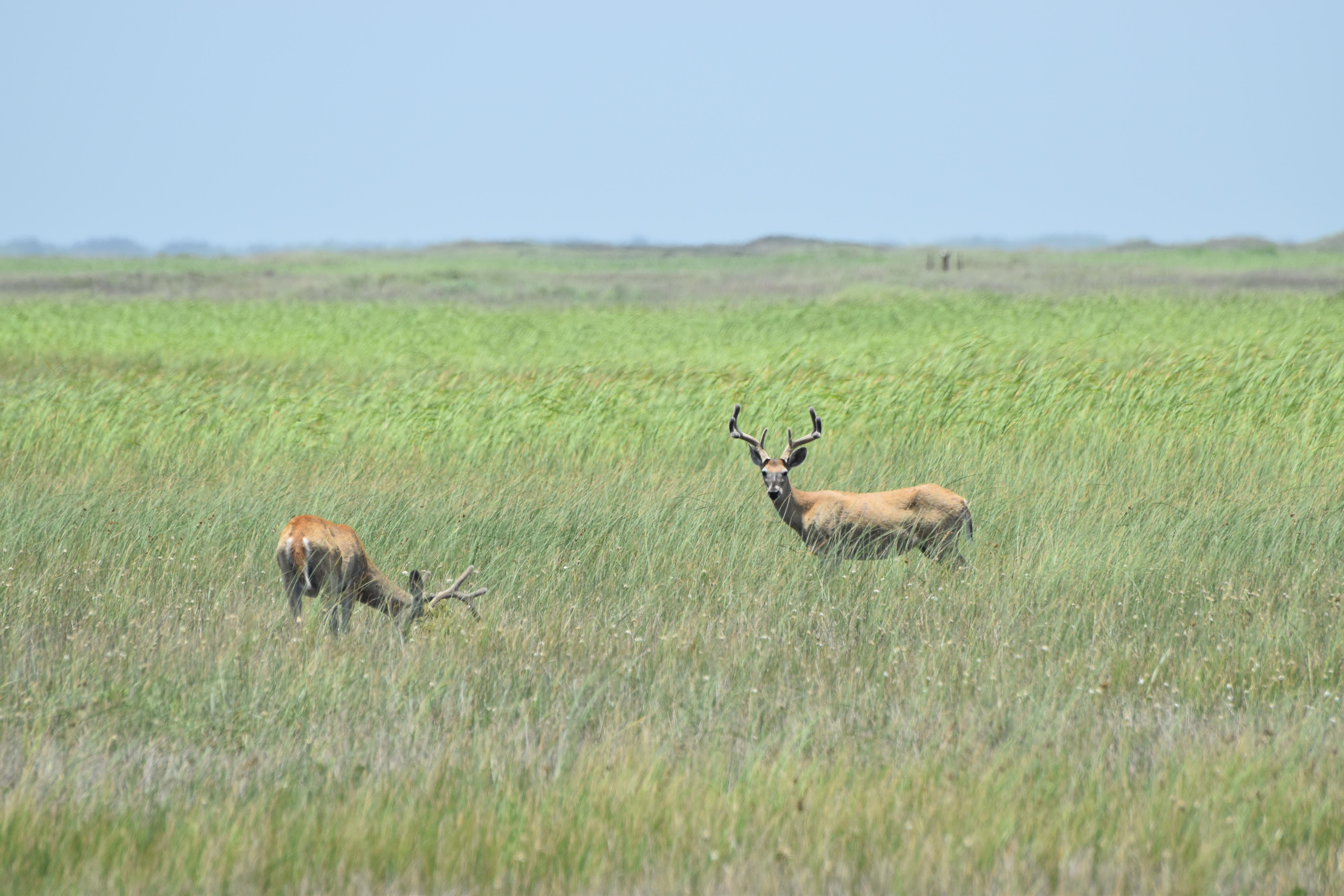 Deer in the grasslands