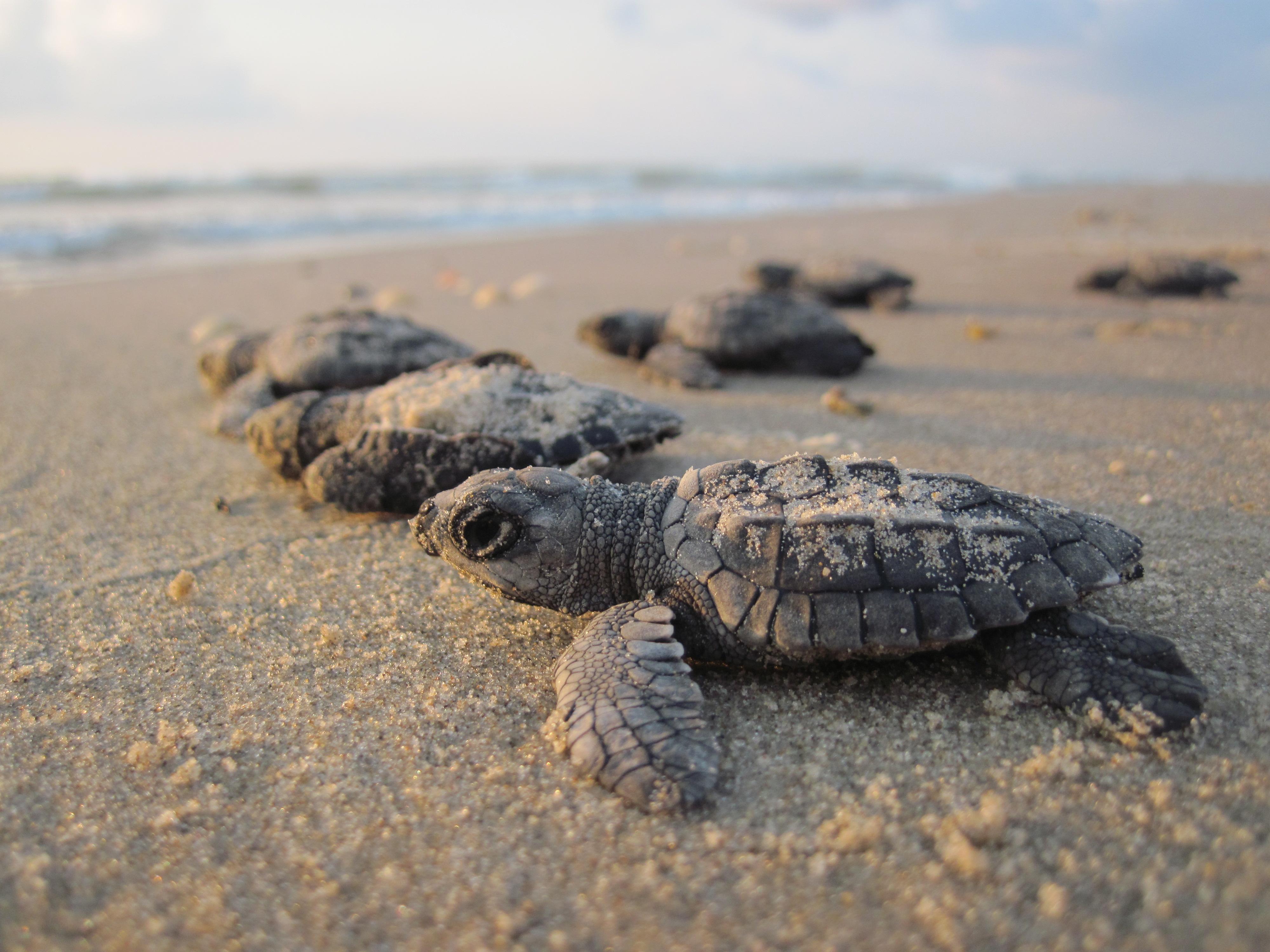 Kemps hatchlings