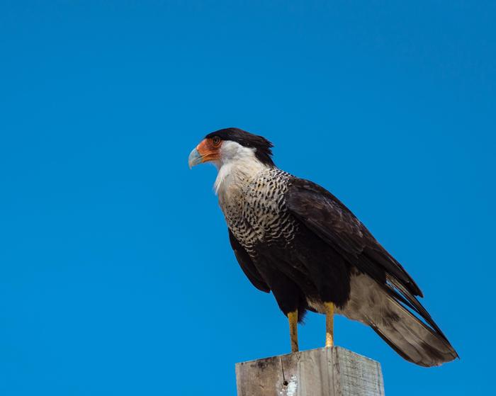 Crested CaracaraThe crested caracara, also known as the Mexican eagle, can be found year-round in the park.