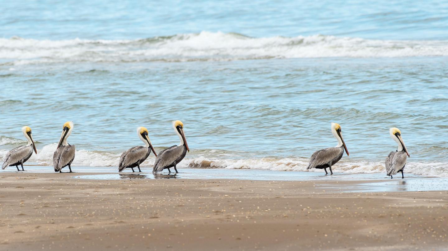 Brown PelicanBrown pelicans can often be seen along the Gulf of Mexico.