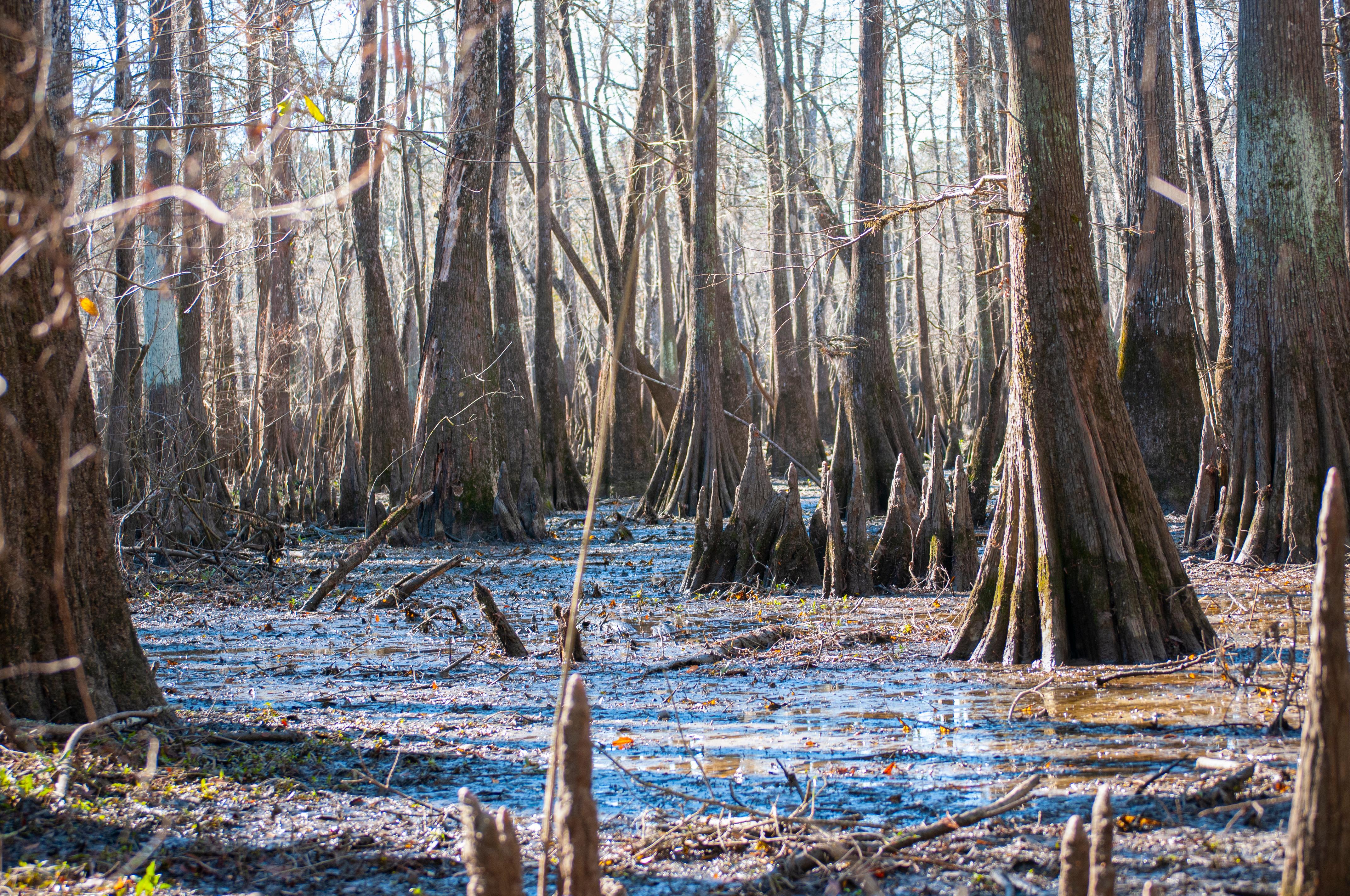 Wintry Cypress Slough