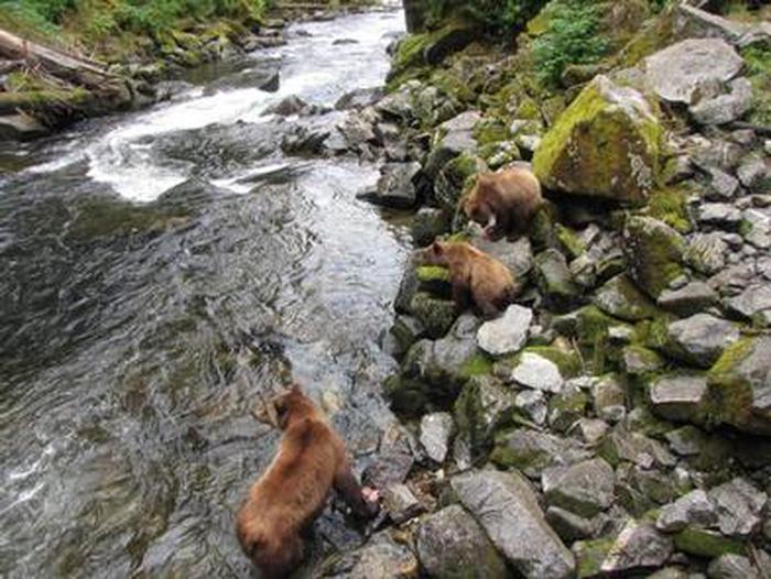 Brown bear in creek with two cubs on the bankBrown bear with cubs