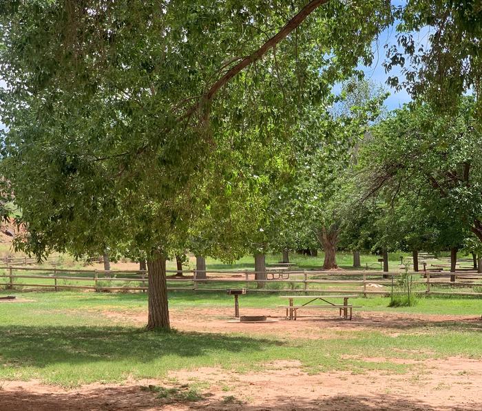 A picnic table, fire pit, and grill are in the center of the image on a patch of dirt. The area is surrounded by grass. A tree is immediately to the left of the picnic table. Many trees are in the background.Site 43, Loop B in summer.
Walk-In Tent Site.